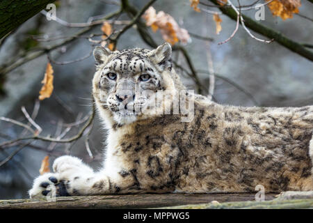 Snow leopard - Irbis (Panthera uncia). Stock Photo