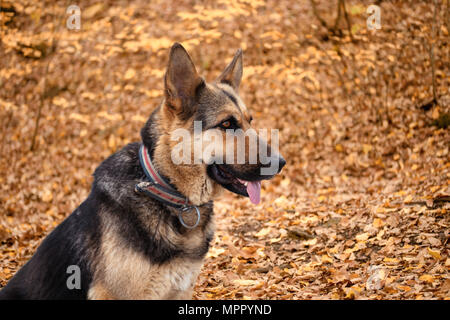 German Shepherd, young German Shepherd, German Shepherd on the grass, dog in the park Stock Photo
