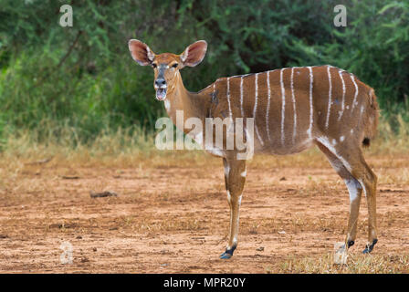 Female Nyala at Pafuri South Africa Stock Photo