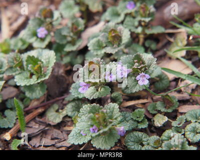 Glechoma hederacea syn.  Nepeta glechoma, Nepeta hederacea - ground-ivy, gill-over-the-ground, creeping charlie, alehoof, tunhoof, catsfoot, field bal Stock Photo