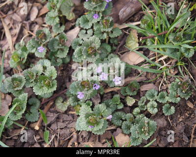 Glechoma hederacea syn.  Nepeta glechoma, Nepeta hederacea - ground-ivy, gill-over-the-ground, creeping charlie, alehoof, tunhoof, catsfoot, field bal Stock Photo