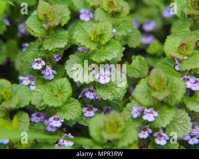 Glechoma hederacea syn.  Nepeta glechoma, Nepeta hederacea - ground-ivy, gill-over-the-ground, creeping charlie, alehoof, tunhoof, catsfoot, field bal Stock Photo