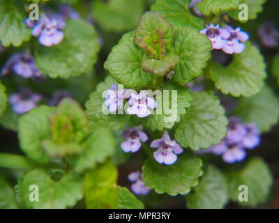 Glechoma hederacea syn.  Nepeta glechoma, Nepeta hederacea - ground-ivy, gill-over-the-ground, creeping charlie, alehoof, tunhoof, catsfoot, field bal Stock Photo