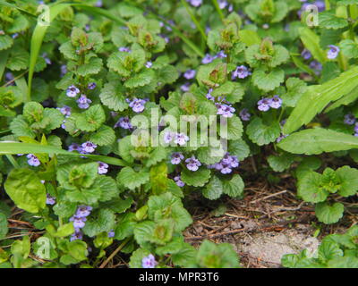 Glechoma hederacea syn.  Nepeta glechoma, Nepeta hederacea - ground-ivy, gill-over-the-ground, creeping charlie, alehoof, tunhoof, catsfoot, field bal Stock Photo