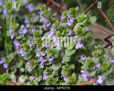 Glechoma hederacea syn.  Nepeta glechoma, Nepeta hederacea - ground-ivy, gill-over-the-ground, creeping charlie, alehoof, tunhoof, catsfoot, field bal Stock Photo