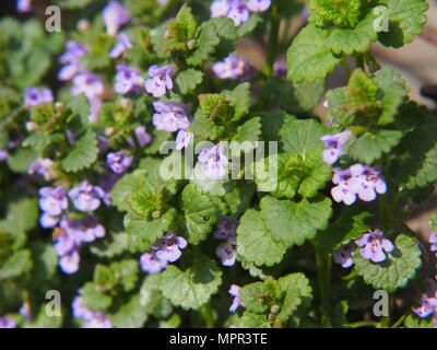 Glechoma hederacea syn.  Nepeta glechoma, Nepeta hederacea - ground-ivy, gill-over-the-ground, creeping charlie, alehoof, tunhoof, catsfoot, field bal Stock Photo