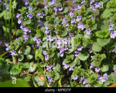 Glechoma hederacea syn.  Nepeta glechoma, Nepeta hederacea - ground-ivy, gill-over-the-ground, creeping charlie, alehoof, tunhoof, catsfoot, field bal Stock Photo