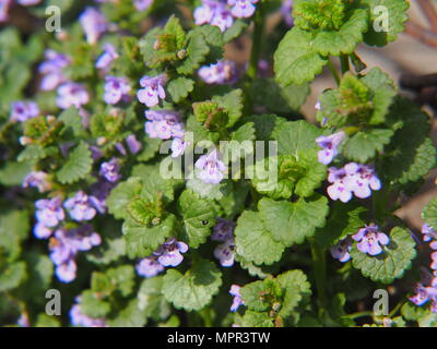 Glechoma hederacea syn.  Nepeta glechoma, Nepeta hederacea - ground-ivy, gill-over-the-ground, creeping charlie, alehoof, tunhoof, catsfoot, field bal Stock Photo