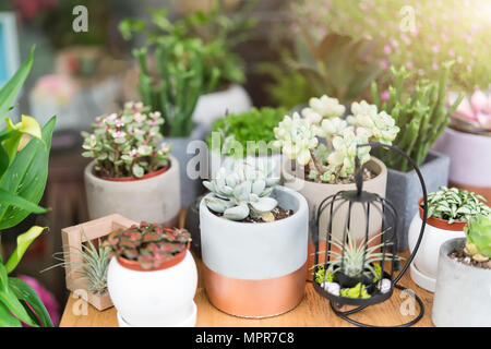 group of cactus in the pot on the wooden table backgrounds. spring flower concept Stock Photo