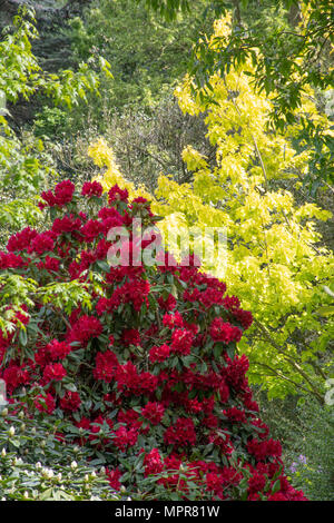 Deep red rhododendron with greenery background Stock Photo - Alamy