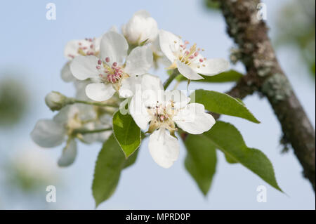 White apple blossoms Stock Photo