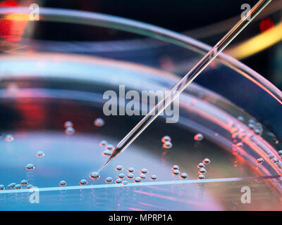 Stem cell research, nuclear transfer being carried out on several embryonic stem cells for cloning Stock Photo