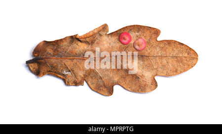 neuroterus quercusbaccarum gall parasite on oak leaf, spangle gall Stock Photo