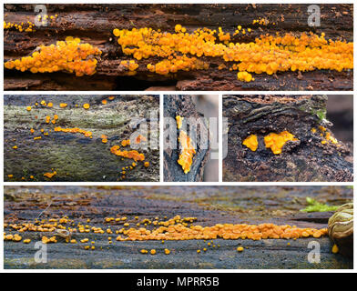 bisporella citrina fungus, known as the lemon disco and yellow fairy cup Stock Photo