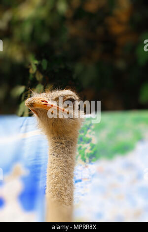 Detail of the head of an ostrich Stock Photo