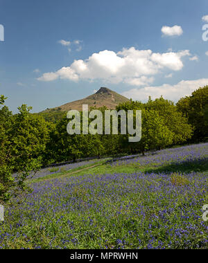 Bluebells in Spring at Roseberry Topping near Great Ayton, North York Moors National Park, North Yorkshire, England, united Kingdom Stock Photo