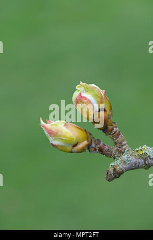 Sorbus thibetica 'John Mitchell’. Tibetan Whitebeam tree buds in spring Stock Photo