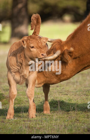 A newborn calf and his mother a cow Stock Photo