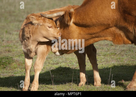 A newborn calf and his mother a cow Stock Photo