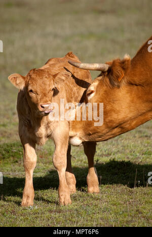 A newborn calf and his mother a cow Stock Photo