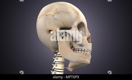 3d illustration of human skeleton anatomy Stock Photo