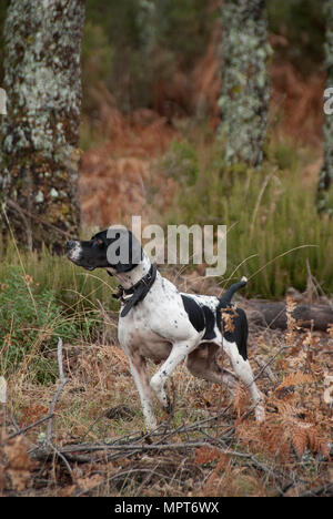 Hunting dog, pointer breed, pointing Stock Photo