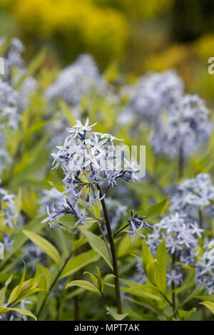 Amsonia tabernaemontana var. salicifolia. Eastern blue star flowers in spring. UK Stock Photo