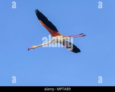 Greater flamingo (Phoenicopterus roseus), flying in blue sky, Comacchio, Emilia-Romagna, Italy Stock Photo