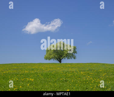 Single fruit tree on dandelion meadow, solitary tree, small cloud in the blue sky, near Nöstach, Lower Austria, Austria Stock Photo