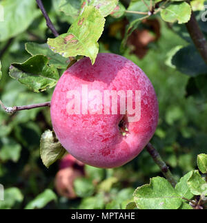 Gascoynes Scharlachroter, Apfel, Malus, domestica, Alte Apfelsorte Stock Photo