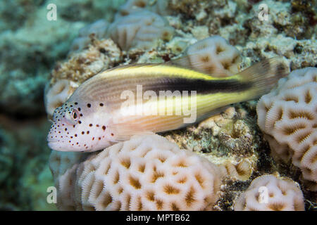 Black-sided hawkfish (Paracirrhites forsteri), black variety, guarding coral, Abu Ramada, Egypt, Red Sea Stock Photo