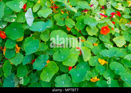 UK gardens. A beautiful summer full frame close up display of Nasturtium foliage and flowers. Stock Photo