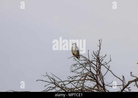 Black-shouldered Kite in tree at the top branch Stock Photo