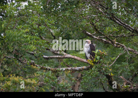 Immature Ornate Hawk-Eagle (Spizaetus ornatus) érched on a tree in the Atlantic Rainforest Stock Photo