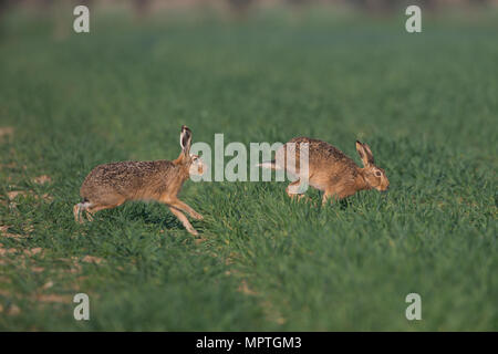 A male brown hare (Lepus europaeus) pursues a female hare around a crop field in Norfolk, England as a part of the courtship process. Stock Photo