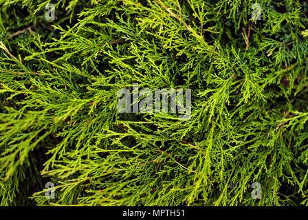floral background - green soft coniferous twigs of live thuja Stock Photo