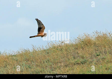 Pallid Harrier (Circus macrourus) Stock Photo