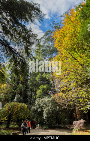 Autumn colours on Mount Dandenong Stock Photo