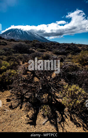 dry dead plant nature for global warning about climate hange. desert view sith el teide vulcan on the background. Clouds on the top. Stock Photo