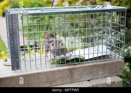 Wildlife : Brown rat caught in a humane trap. (Rattus norvegicus). Stock Photo