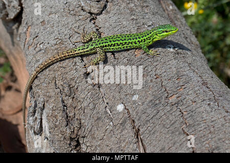 Sicilian Wall Lizard (Podarcis waglerianus) Stock Photo