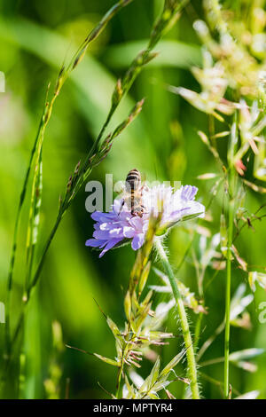 Close up of a busy bee collecting honey switzerland Stock Photo