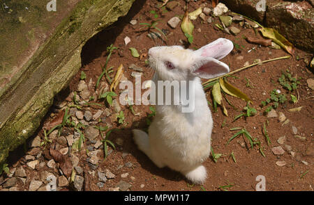 Indian white rabbit standing Stock Photo