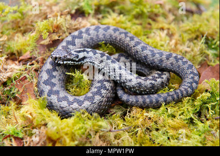 An Adder (Vipera berus), Britains only poisonous snake curled up on some woodland moss. Stock Photo