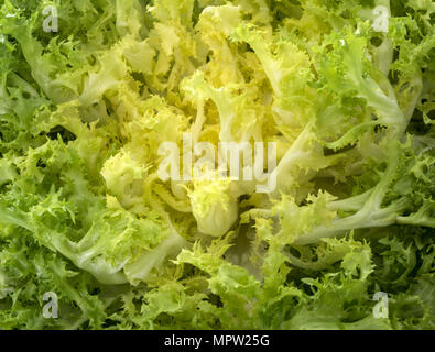 curly endive in front of white background Stock Photo