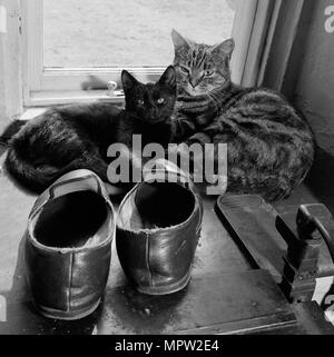 Two cats beside a pair of slippers on the window sill of a house in Lacock, Wiltshire, 1950s. Artist: John Gay. Stock Photo