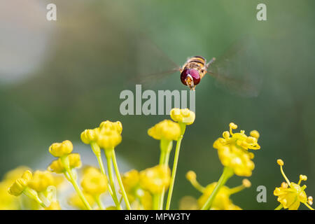 Syrphus ribesii is a very common Holarctic species of hoverfly. Photographed in approach flight to a flower. Stock Photo