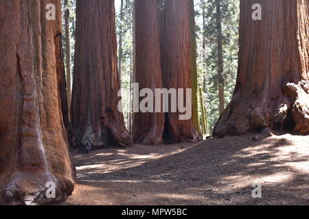 A group of Sequoias in Sequoia National Park, California Stock Photo