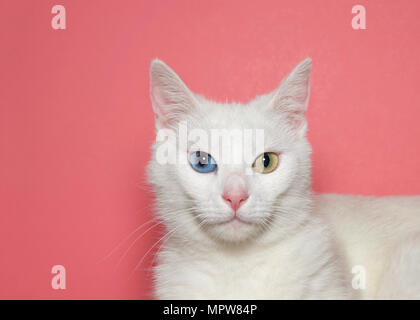 Close up portrait of a medium hair white cat with heterochromia, or odd eyed. One blue eye one yellow green. Pink background with copy space. Stock Photo