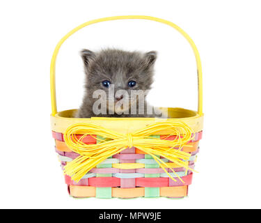 Adorable tiny kitten one week old sitting in a colorful spring basket looking directly at viewer isolated on white background. Stock Photo